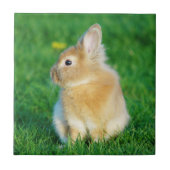 Cute Fawn Bunny Sitting in Grass Tegeltje (Voorkant)