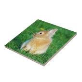Cute Fawn Bunny Sitting in Grass Tegeltje (Zijkant)