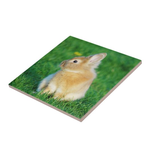 Cute Fawn Bunny Sitting in Grass Tegeltje (Zijkant)