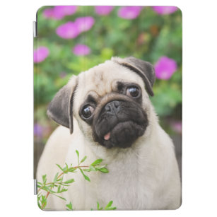 Cute Fawn Colored Pug Puppy Dog Face Pet Photo - iPad Air Cover