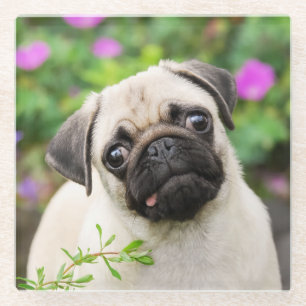 Cute Fawn Colored Pug Puppy Dog Portret Photo - Glazen Onderzetter