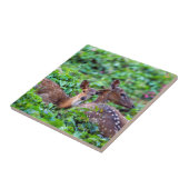 Cute fawn ligt in het bos met moeder tegeltje (Zijkant)