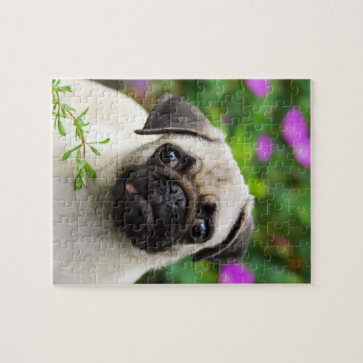 Cute fawn pug puppy legpuzzel (Horizontaal)