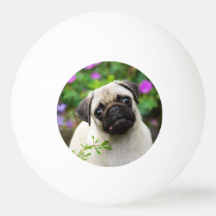 Cute fawn pug puppy pingpongbal