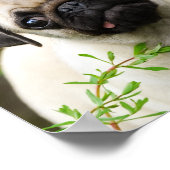 Cute fawn pug puppy poster (Hoek)