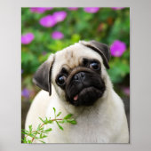 Cute fawn pug puppy poster (Voorkant)