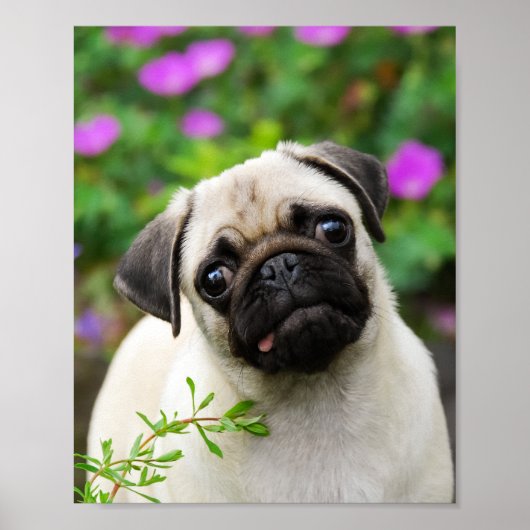 Cute fawn pug puppy poster (Voorkant)