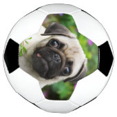 Cute fawn pug puppy voetbal (Gedraaid)