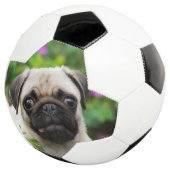 Cute fawn pug puppy voetbal (Drie kwart)