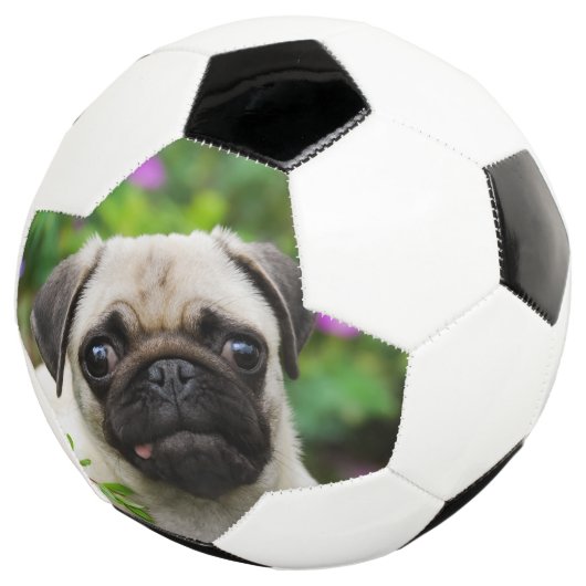 Cute fawn pug puppy voetbal (Drie kwart)