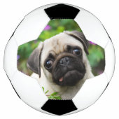 Cute fawn pug puppy voetbal (Voorkant)