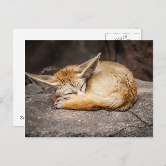 Cute Fennec Fox Briefkaart (Voorkant / Achterkant)
