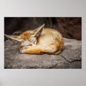Cute Fennec Fox Poster (Voorkant)