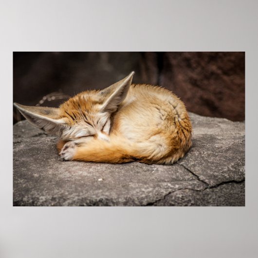 Cute Fennec Fox Poster (Voorkant)