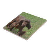 Cute Field Spaniel Tegeltje (Zijkant)