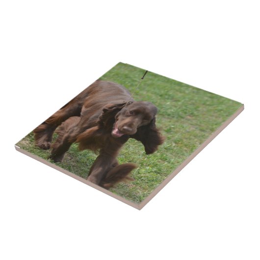 Cute Field Spaniel Tegeltje (Zijkant)