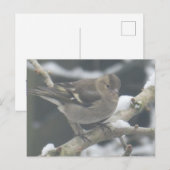 Cute Finch in Snow DIY Postcard Feestdagenkaart (Voorkant / Achterkant)