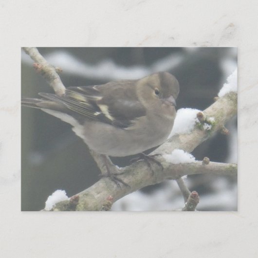 Cute Finch in Snow DIY Postcard Feestdagenkaart (Voorkant)