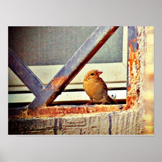 Cute Finch Poster (Voorkant)