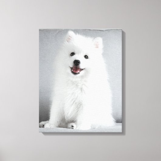 Cute Fluffy Japanese Spitz Puppy Canvas Afdruk (Voorkant)