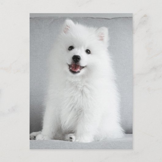 Cute Fluffy Japanse Spitz Puppy Briefkaart (Voorkant)