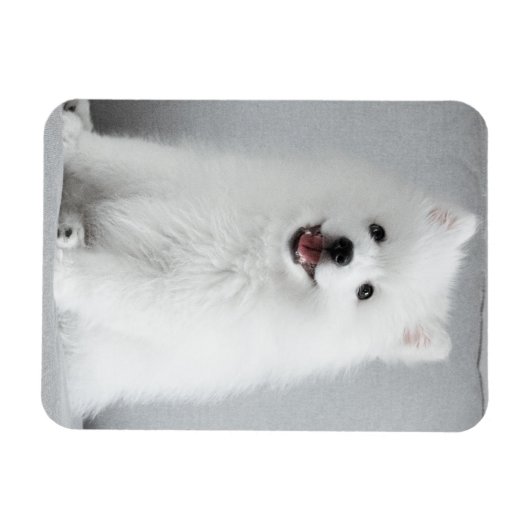 Cute Fluffy Japanse Spitz Puppy Magneet (Horizontaal)