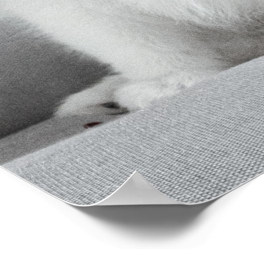 Cute Fluffy Japanse Spitz Puppy Poster (Hoek)