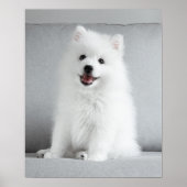 Cute Fluffy Japanse Spitz Puppy Poster (Voorkant)