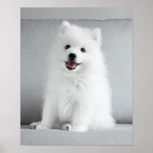 Cute Fluffy Japanse Spitz Puppy Poster