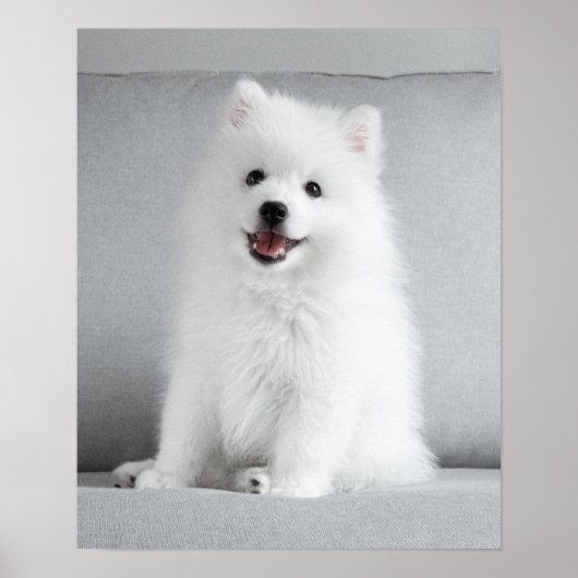 Cute Fluffy Japanse Spitz Puppy Poster (Voorkant)