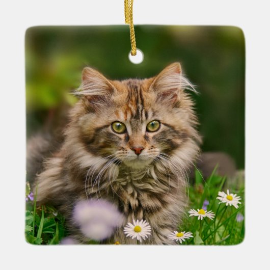 Cute Fluffy Maine Coon Kitten Cat Animal Foto *'* Keramisch Ornament (Voorkant)