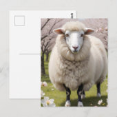 Cute Fluffy Sheep Briefkaart (Voorkant / Achterkant)