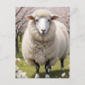 Cute Fluffy Sheep Briefkaart (Voorkant)
