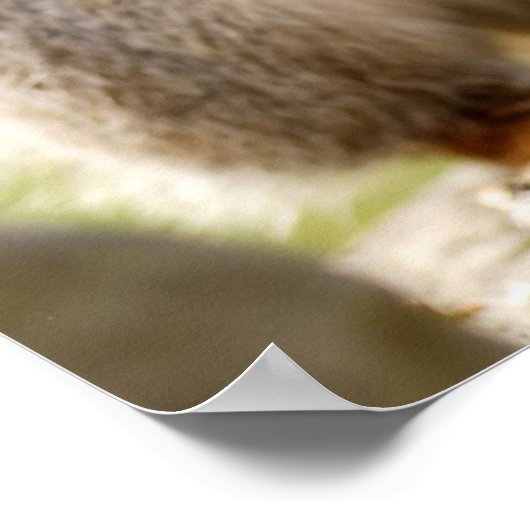 Cute Fluffy Squirrel Poster (Hoek)