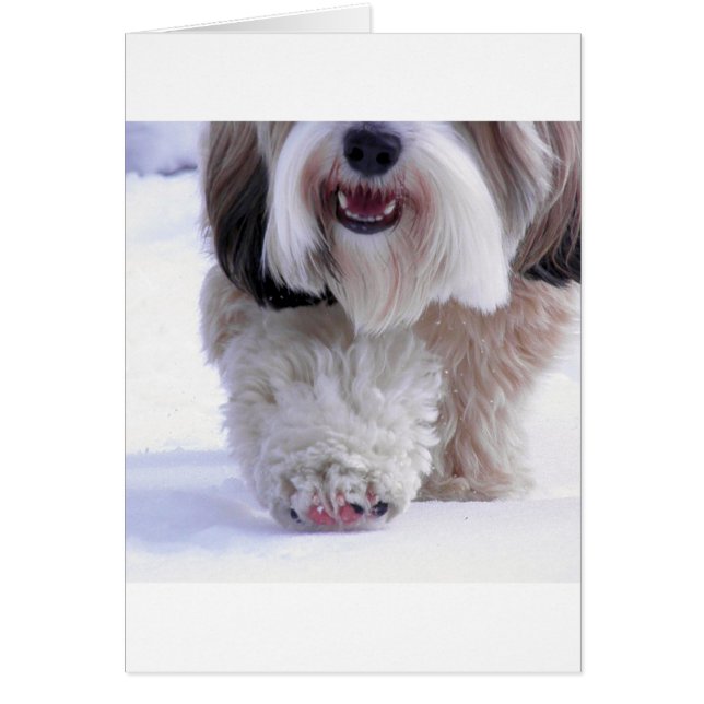 Cute Fluffy Tibetan Terrier Snow Paw (Voorkant)