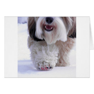 Cute Fluffy Tibetan Terrier Snow Paw