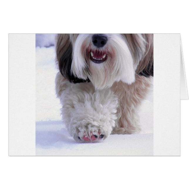 Cute Fluffy Tibetan Terrier Snow Paw (Voorkant Horizontaal)