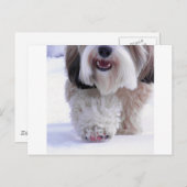 Cute Fluffy Tibetan Terrier Snow Paw Briefkaart (Voorkant / Achterkant)