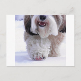 Cute Fluffy Tibetan Terrier Snow Paw Briefkaart