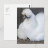 Cute Fluffy White Chicken and Chick briefkaart (Voorkant / Achterkant)