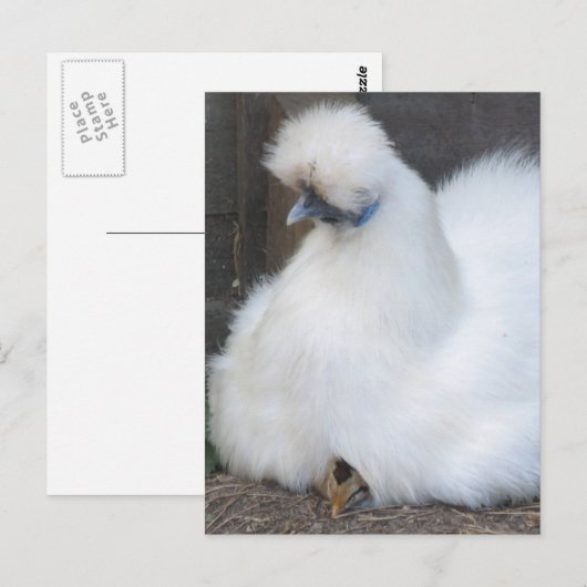 Cute Fluffy White Chicken and Chick briefkaart (Voorkant / Achterkant)