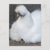 Cute Fluffy White Chicken and Chick briefkaart (Voorkant)