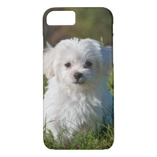 Cute Fluffy White Maltese Puppy Dog iPhone 8/7 Hoesje