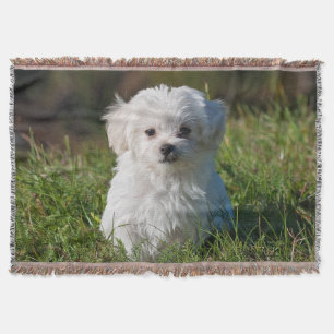 Cute Fluffy White Maltese Puppy Dog Deken