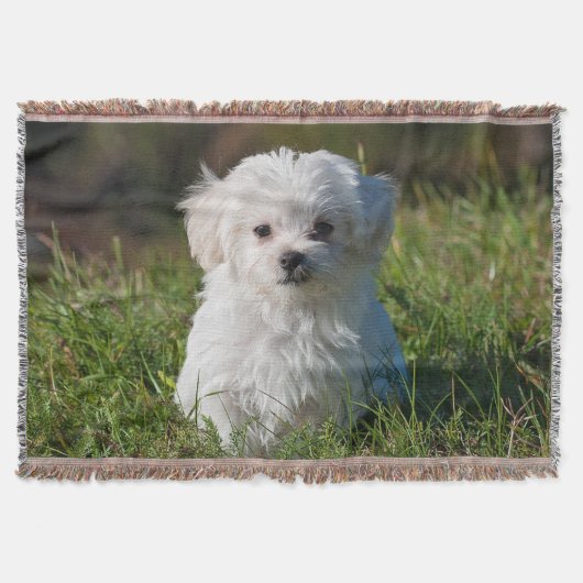 Cute Fluffy White Maltese Puppy Dog Deken (Voorkant)