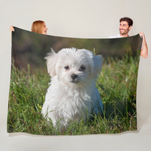 Cute Fluffy White Maltese Puppy Dog Fleece Deken