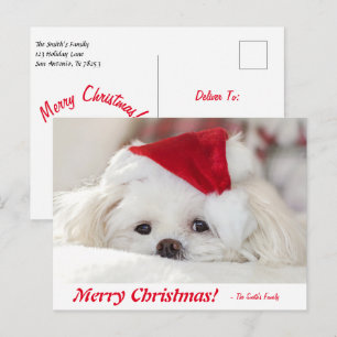 Cute Fluffy White Maltese Puppy Dog in een Santa H Briefkaart