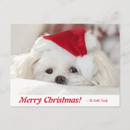 Cute Fluffy White Maltese Puppy Dog in een Santa H Briefkaart
