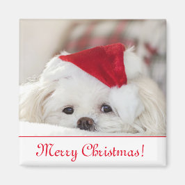 Cute Fluffy White Maltese Puppy Dog in een Santa H Magneet