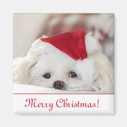 Cute Fluffy White Maltese Puppy Dog in een Santa H Magneet (Voorkant)